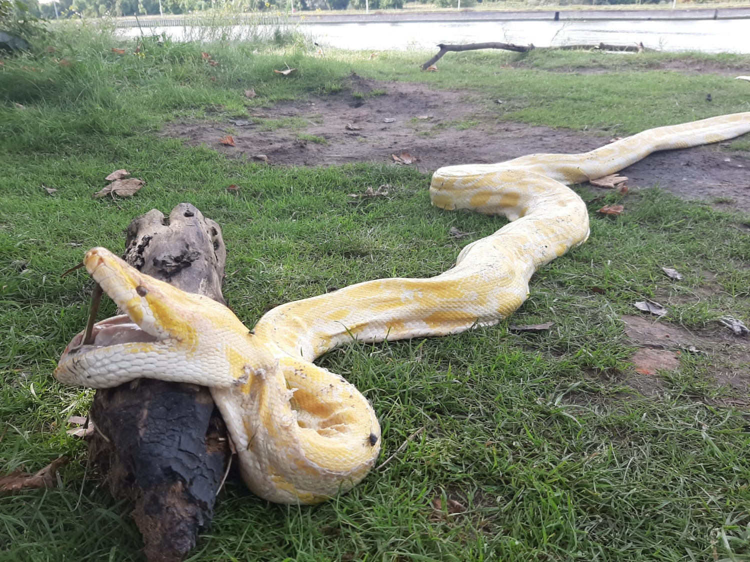 Chemicaliën Arne Mogelijk Opmerkelijke vangst in Zelzate: vier meter lange python | AVS